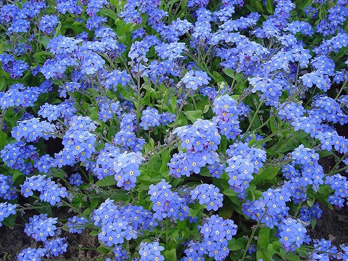 Created by Nature Forget Me Not Seeds, 5,000 Blue Biennial Wildflower Seeds