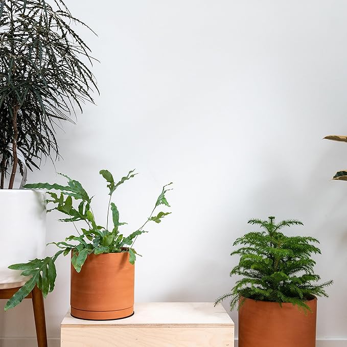 D'vine Dev Small 6 Inch Terracotta Plant Pot with Drainage Hole and Saucer, Round Cylinder Planter Pot for Indoor Plants, Set of 2, 40-X-B-3