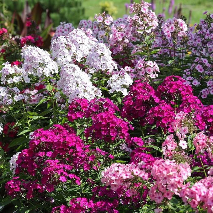 3 Double Phlox Bare Root Perennial Flower Collection - Vibrant and Stunning Mix of Pink, White and Red Colors - Blooms Create Beautiful Clusters of Petals - Attracts Butterflies, Bees & Hummingbirds