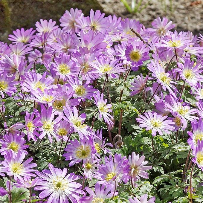 Easy to Grow Anemone Blanda Pink Shades 20 Plant Bulbs - Pink Flowers in Spring Outdoor, Full Sun
