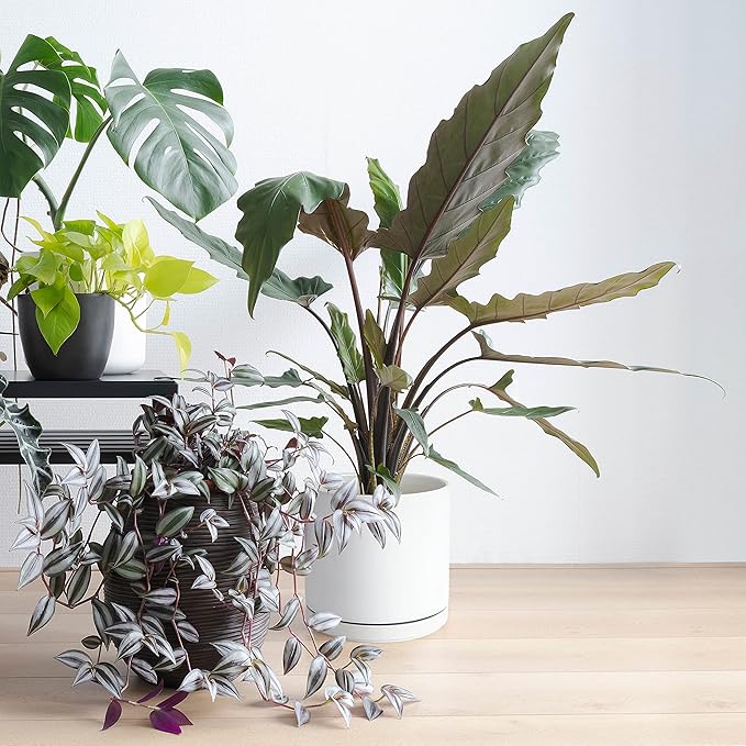 D'vine Dev Set of 2 Plants Pots, 8 Inch Ceramic Planter Pot for Plants with Drainage Hole and Saucer, White, 94-V-D-1