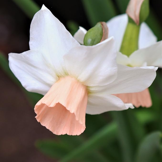 Easy to Grow Narcissus Daffodil Bell Song 10 Plant Bulbs - Fragrant White & Pink Flowers in Spring Sun Outdoor Zones 4-8