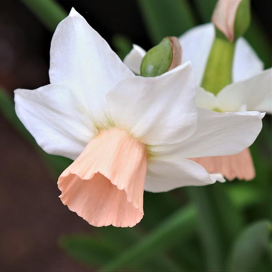 Easy to Grow Narcissus Daffodil Bell Song 10 Plant Bulbs - Fragrant White & Pink Flowers in Spring Sun Outdoor Zones 4-8