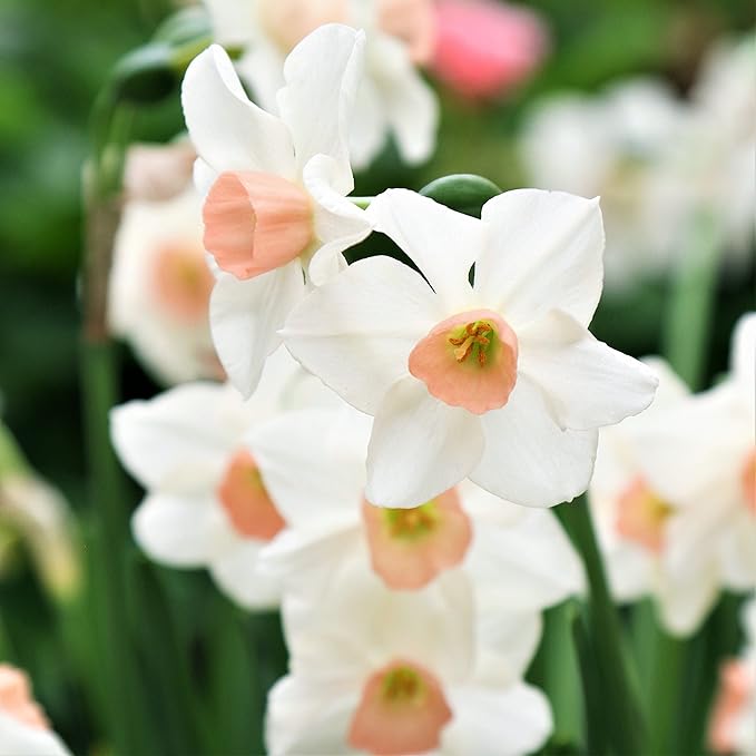 Easy to Grow Narcissus Daffodil Bell Song 10 Plant Bulbs - Fragrant White & Pink Flowers in Spring Sun Outdoor Zones 4-8