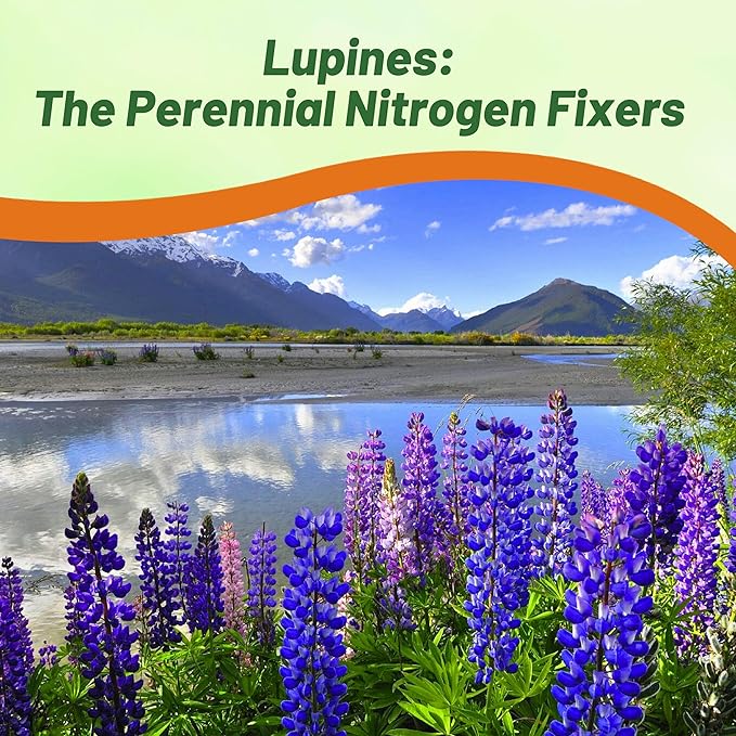 Outsidepride Wild Blue Perennial Lupine Seeds - 1/4 Lb. Self-Sowing, Cold Hardy & Frost Tolerant Wildflower Seeds for Fall Planting, Ideal for Attracting Pollinators & Hummingbirds