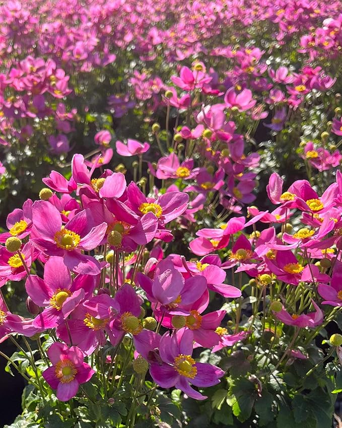 Perennial Farm Anemone x Hybrida Fantasy™ 'Red Riding Hood' – Live Windflower in #1 Container, Bright Rose-Pink Blooms, Compact Habit, Long Blooming, Deer Resistant, Great for Borders & Shade Gardens