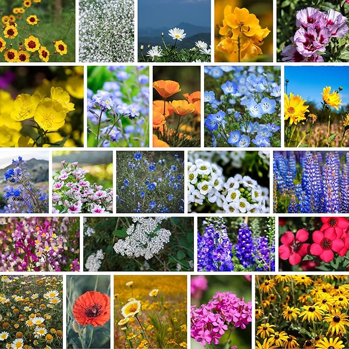 Bulk Wildflower Seeds - California Pollinator Mix – 1/4 LB (~160,000 Seeds) – Non-GMO Annual & Perennial Flower Blend – Native Blooms for Landscaping, Bees, Bouquets