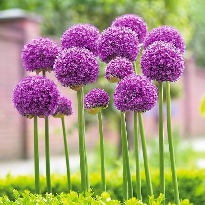 Garden State Bulb Gladiator Allium Flower Bulbs, 18cm, Fall Planting (Bag of 10)
