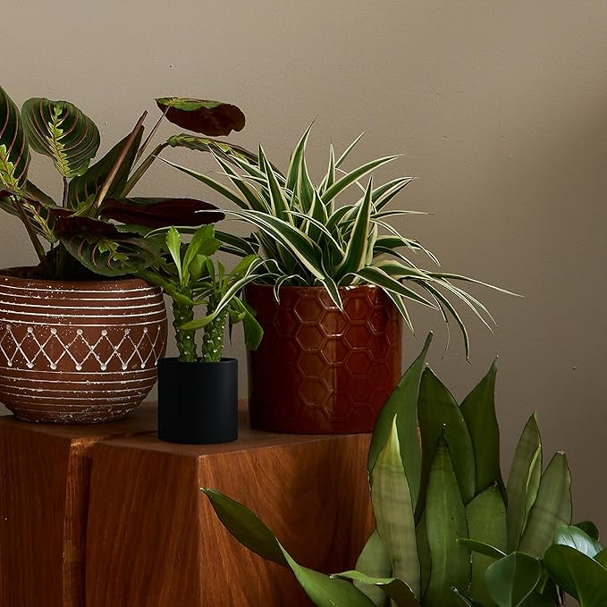 D'vine Dev 6 Pack 4.5 Inch Modern Plastic Plant Pots, Small Garden Planters for Plant with Drainage Holes and Saucers, Black Color, 74-Y-F-3