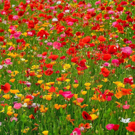 Eden Brothers Poppy Power Flower Mixed Seeds for Planting, 10 lb, 4,800,000+ Seeds with Red Corn, Iceland, California Poppy, Attracts Pollinators, Plant in Spring or Fall, Zone 3, 4, 5, 6, 7, 8, 9, 10