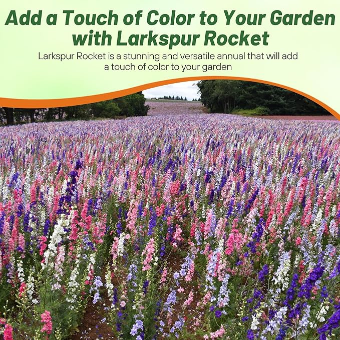 Outsidepride Mixed Rocket Larkspur Seeds for Planting Outdoors - 1 Lb. Annual, Self-Seeding, Heat & Drought Tolerant Wildflower Seeds for Cut Flower Arrangements & Pollinator Gardens