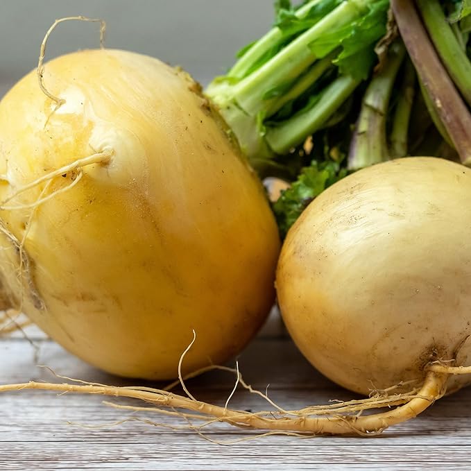 Organic Turnip Seeds (Golden Globe) - Approx 500 Seeds - USDA Organic, Non-GMO, Open Pollinated, Heirloom, USA Origin