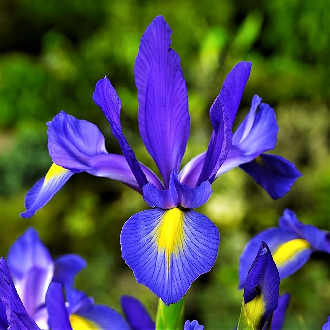 Easy to Grow Dutch Iris Telstar 20 Plant Bulbs - Blue Violet & Yellow Flowers in Spring to Summer, Full Sun Outdoor