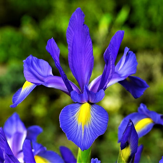 Easy to Grow Dutch Iris Telstar 20 Plant Bulbs - Blue Violet & Yellow Flowers in Spring to Summer, Full Sun Outdoor