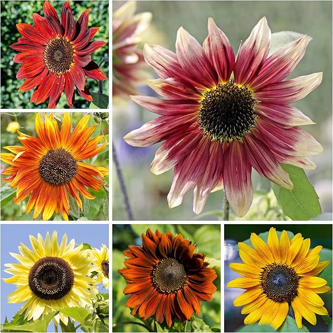 Seed Needs Sunflower Seeds to Plant The Original Crazy Blend | 500+ Heirloom Seeds 15+ Varieties Open Pollinated & Untreated | Resealable Bulk Package Multicolored Blooms Flower Seed