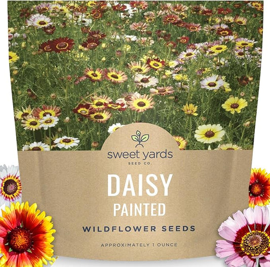 Painted Daisy - Large 1 Ounce Packet - 10,000 Flower Seeds for Planting - Tanacetum coccineum