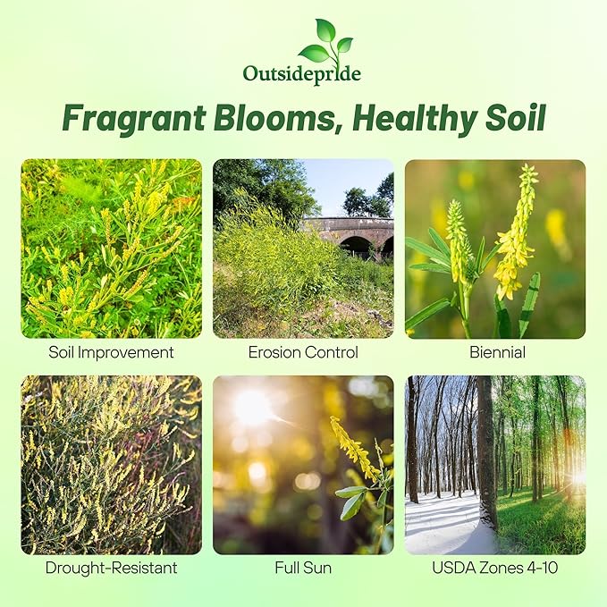 Outsidepride Yellow Sweet Clover Seed - 40 lbs Biennial, Drought-Tolerant, Frost-Resistant, Nitrocoated, Inoculated Yellow Clover Seeds Cover Crop for Forage, Honey Production, & Pollinators