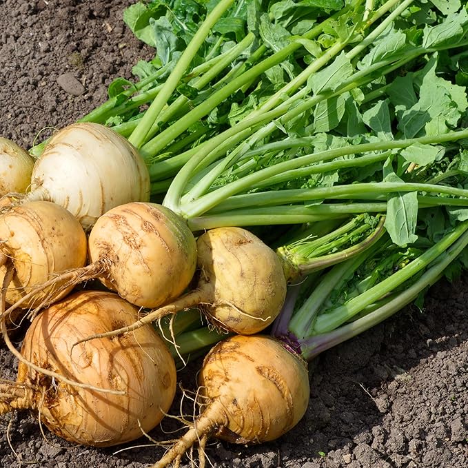 Organic Turnip Seeds (Golden Globe) - Approx 500 Seeds - USDA Organic, Non-GMO, Open Pollinated, Heirloom, USA Origin