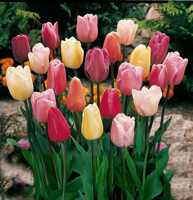 Mixed Triumph Tulip - 50 bulbs