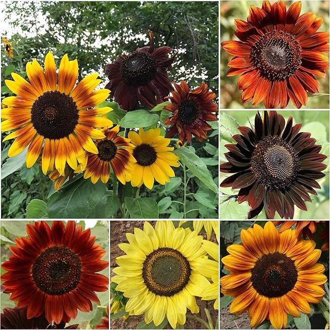 Seed Needs Sunflower Seeds to Plant Sunset Blend 7 Varieties Mix | 750+ Seeds Helianthus Annuus Heirloom Open Pollinated Bulk Flower Seed | Multicolored Sun Flowers Garden Favorite