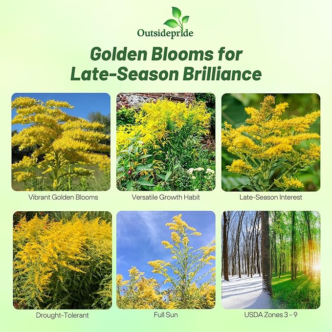 Outsidepride 5000 Seeds Perennial Solidago Stiff Goldenrod Flower Seeds for Planting