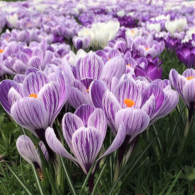 Easy to Grow Crocus Vernus King of The Stripes 20 Plant Bulbs - Violet & White Flowers in Late Winter to Spring, Full Sun Outdoor Zones 3-8