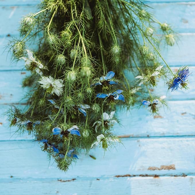 Love-in-a-Mist - 250 Seeds - Heirloom & Open-Pollinated Variety, Non-GMO Pollinator-Friendly Flower Seeds for Planting Outdoors in The Home Garden, Thresh Seed Company