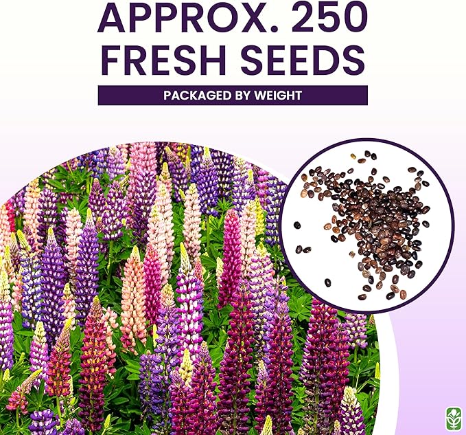 Russell Lupine Seeds Perennial - Grows 40" Tall - Perennial Wildflowers for Winter & Fall Planting - Grown in The USA - 100 Mixed Russell Lupine Seeds for Planting