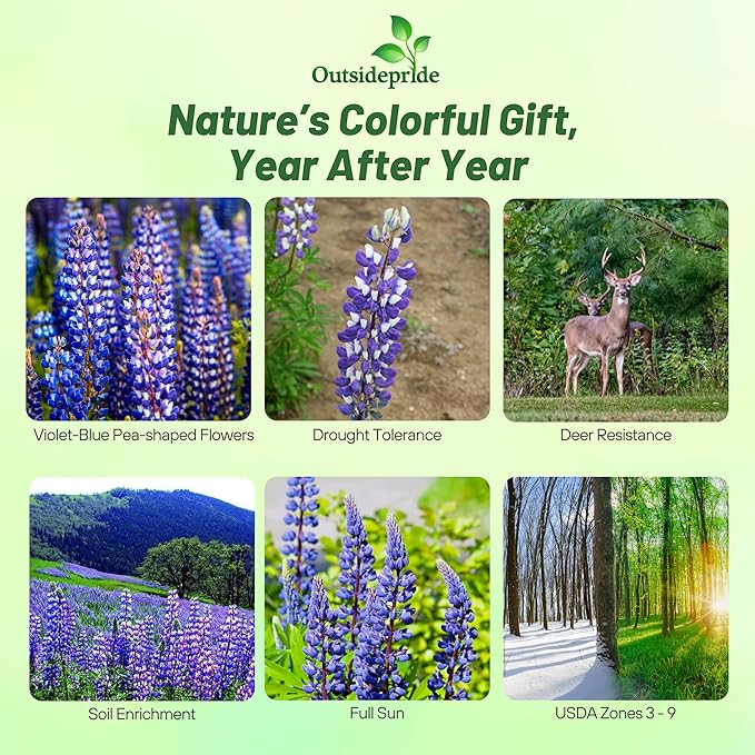 Outsidepride Wild Blue Perennial Lupine Seeds - 500 Pcs. Self-Sowing, Cold Hardy & Frost Tolerant Wildflower Seeds for Fall Planting, Ideal for Attracting Pollinators & Hummingbirds
