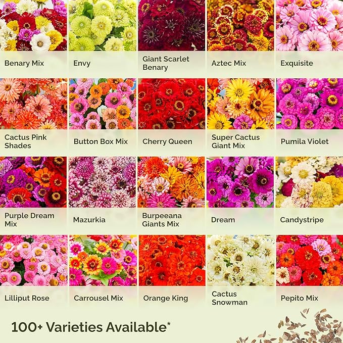 Eden Brothers Zinnia Seeds - Lilliput Redman, Non-GMO Seeds for Planting, Packet | Low-Maintenance Flower Seeds, Plant During Spring, Zones 3, 4, 5, 6, 7, 8, 9, 10