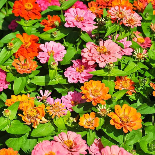Park Seed Zinnia Flower Planting Seeds, Easy to Grow, Perfect for Spring Garden, Magellan Mix, Pack of 25