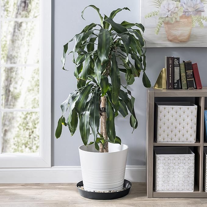 16 Inch (14.25 Inch Base) Case of 2 Plant Saucer - Black Colored Polypropylene,Heavy Duty Indoor/Outdoor Tray and Drip Pan,Collects Flower Pot Excess Water Made in USA