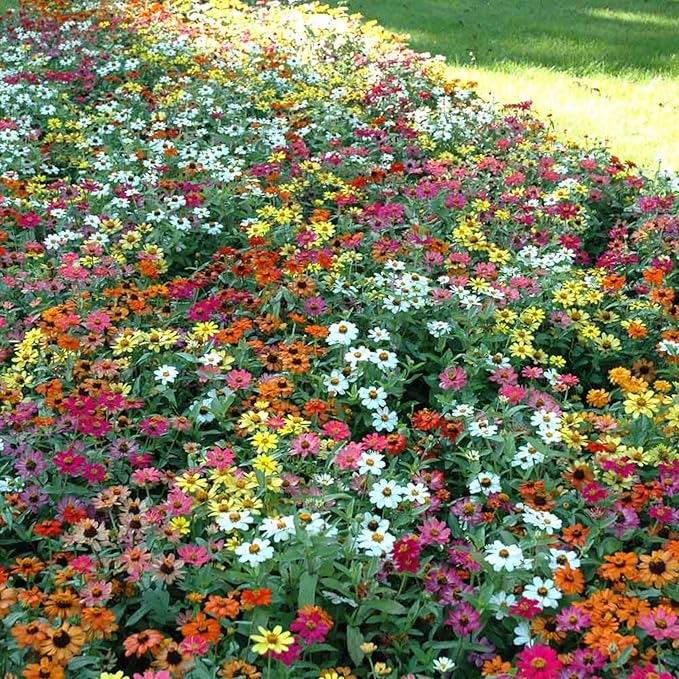 Park Seed Zinnia Flower Planting Seeds, Easy to Grow, Perfect for Spring Garden, Profusion AAS Mix, Pack of 25