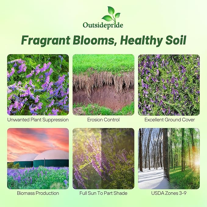 Outsidepride Hairy Vetch Cover Crop Seeds - 10 Lbs Cold Tolerant, Winter Hardy - Ideal for Soil Improvement, Green Pasture, Hay & Livestock Forage - Pollinator Friendly Garden Seeds, Ground Cover