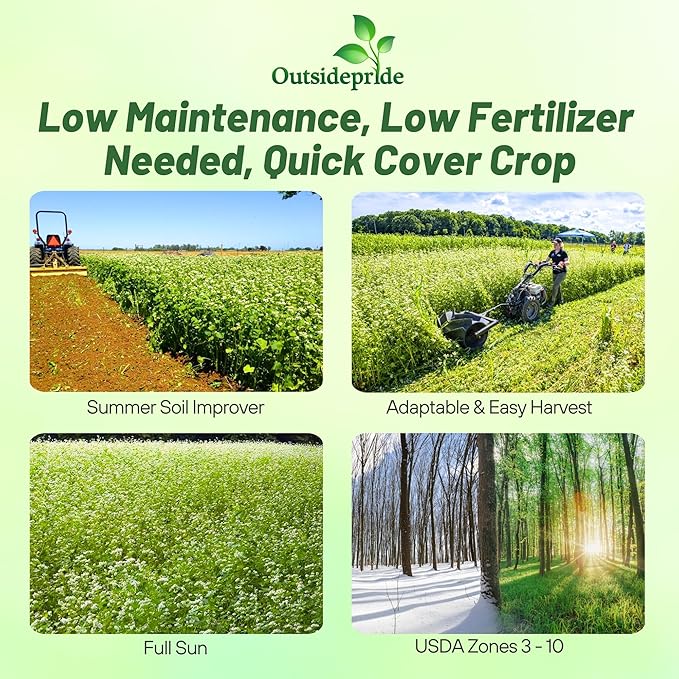 Outsidepride Buckwheat Seeds - 5lbs Annual, Fast-Growing, Easy to Grow Buckwheat Cover Crop Seeds for Green Manure, Bee Pasture & Pollinators, Wildlife Habitat, Soil Improvement, and Erosion Control