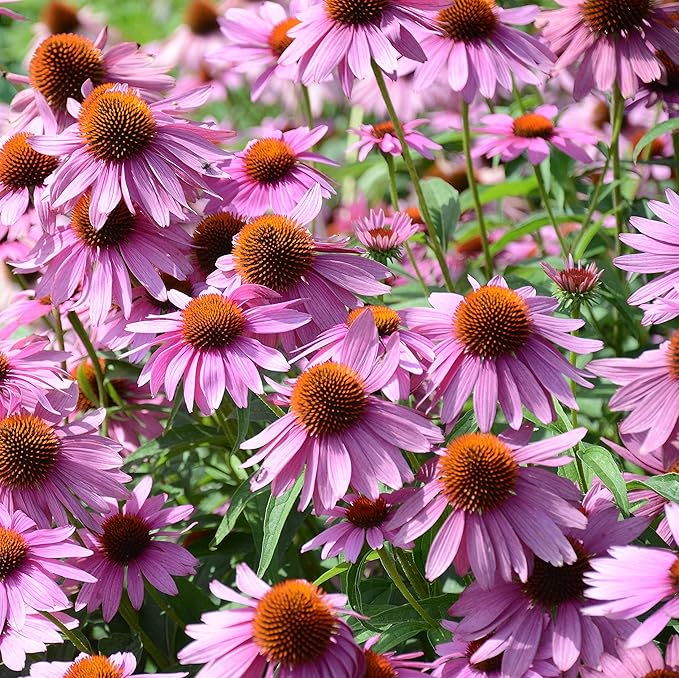 Outsidepride Purple Echinacea Coneflower Seeds - 1/4 lb Perennial, Deer-Proof & Drought Tolerant Flower Seeds with Daisy-Like Blooms for Pollinator-Friendly Gardens, Borders, & Meadows