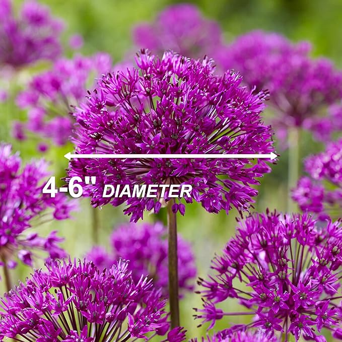 Garden State Bulb Purple Sensation Allium Flower Bulbs, 12/+ cm, Fall Planting (Bag of 100)