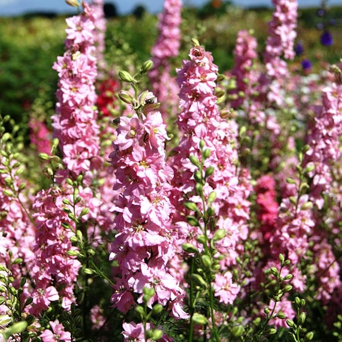 Outsidepride Delphinium Pink Larkspur Seeds for Planting Outdoors - 2000 Pcs Annual, Self-Seeding, Heat & Drought Tolerant Wildflower Seeds, Colorful Blooms for Flower Arrangement & Pollinator Garden
