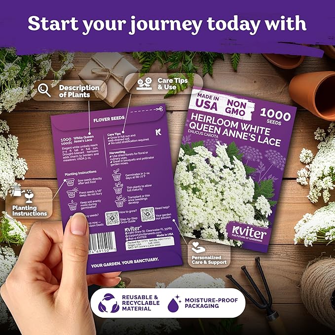 KVITER 1000 White Queen Anne's Lace Seeds (Ammi Majus) – Bishop Flower, Heirloom, Non GMO & Organic Wildflower, False Queen Annes Lace – Pollinator-Friendly Flower Seeds to Plant Outside in any Garden