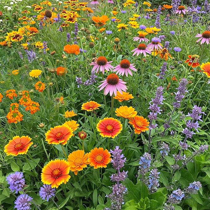 Ferry-Morse Honey Bee Mix Bulk Flower Seeds, 1lb
