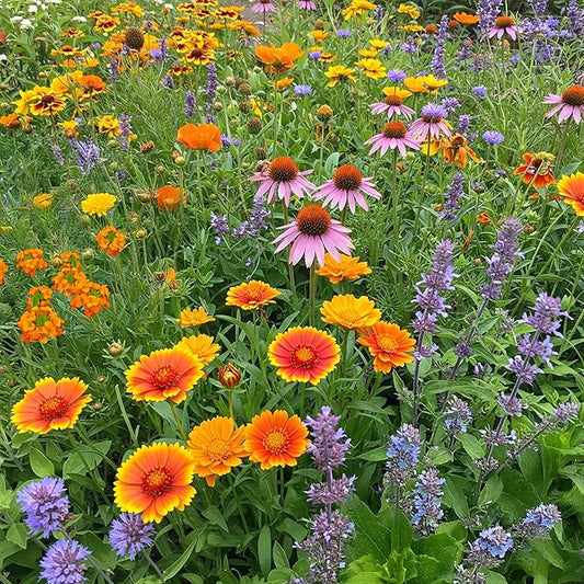 Ferry-Morse Honey Bee Mix Bulk Flower Seeds, 1lb