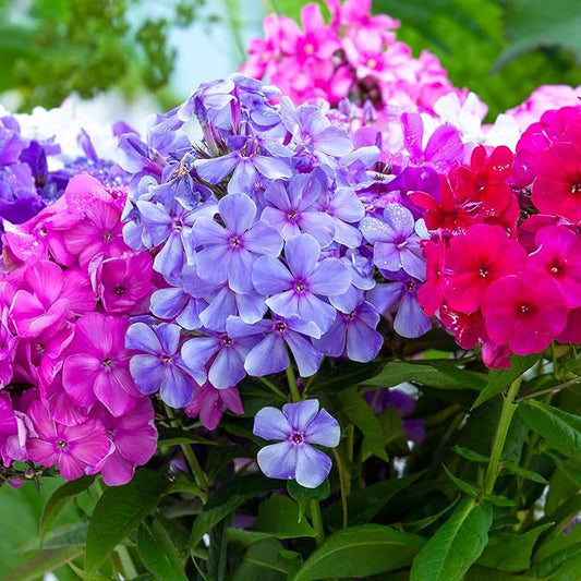 3 Double Phlox Bare Root Perennial Flower Collection - Vibrant and Stunning Mix of Pink, White and Red Colors - Blooms Create Beautiful Clusters of Petals - Attracts Butterflies, Bees & Hummingbirds