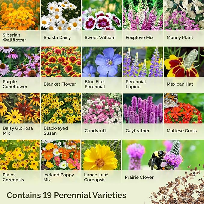 Eden Brothers All Perennial Wildflower Mixed Seeds for Planting, 50 lb, 24,000,000+ Seeds with Lupine, Shasta Daisy | Attracts Pollinators, Plant in Spring or Fall, Zones 3, 4, 5, 6, 7, 8, 9, 10