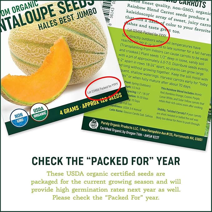 Organic Turnip Seeds (Golden Globe) - Approx 500 Seeds - USDA Organic, Non-GMO, Open Pollinated, Heirloom, USA Origin