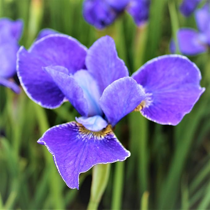 Easy to Grow Siberian Iris Silver Edge 1 Plant Division - Blue Violet Flowers in Spring to Summer, Full to Partial Sun Outdoor Zones 3-8