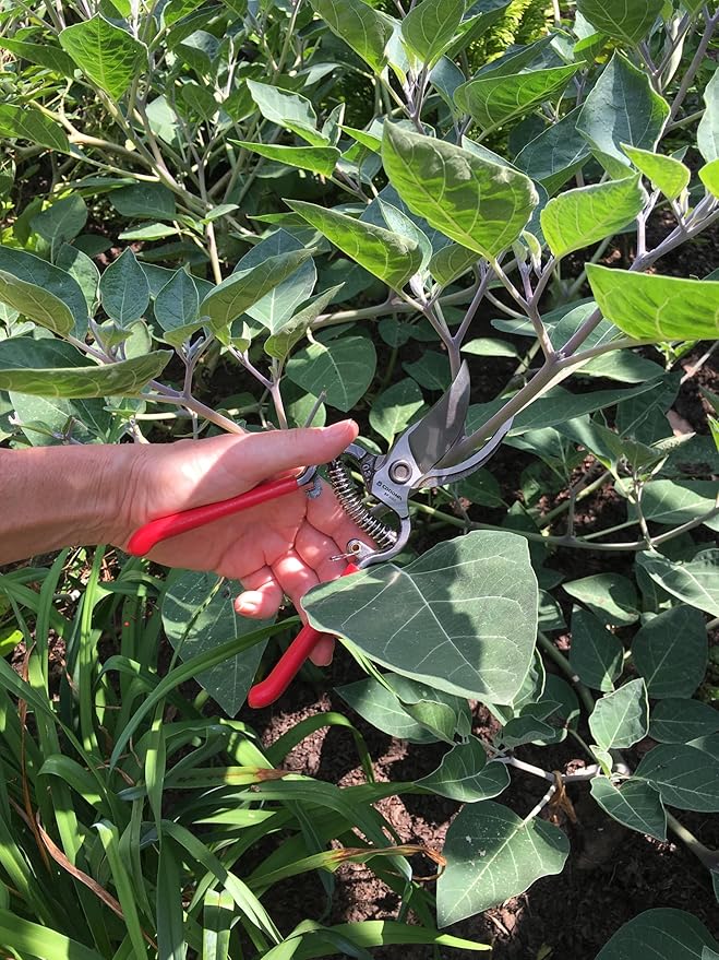 Corona ClassicCUT Forged Bypass Hand Pruner, Red, 3/4"