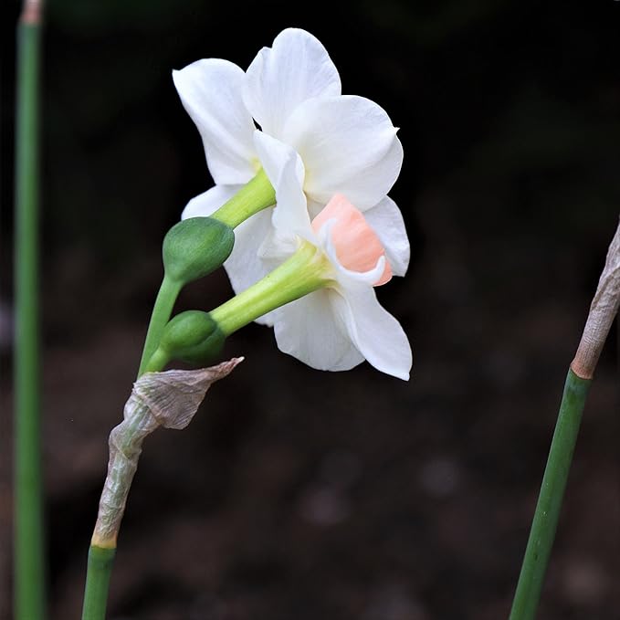 Easy to Grow Narcissus Daffodil Bell Song 10 Plant Bulbs - Fragrant White & Pink Flowers in Spring Sun Outdoor Zones 4-8