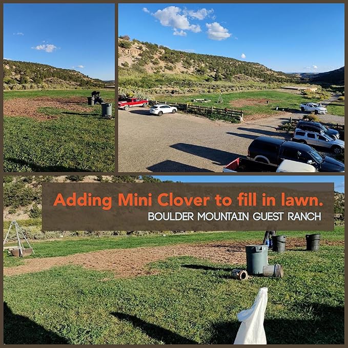 Micro Clover Seed for Lawn - 1 Oz - ~25,000 Microclover Seeds for Planting - Drought-Tolerant Mini Grass Alternative by Mountain Valley Seed Company