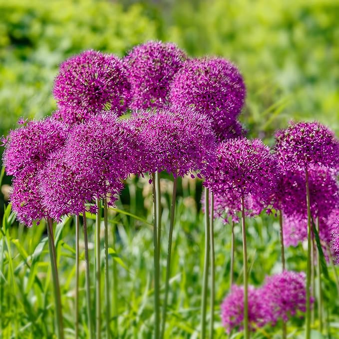 Garden State Bulb Purple Sensation Allium Flower Bulbs, 12/+ cm, Fall Planting (Bag of 100)