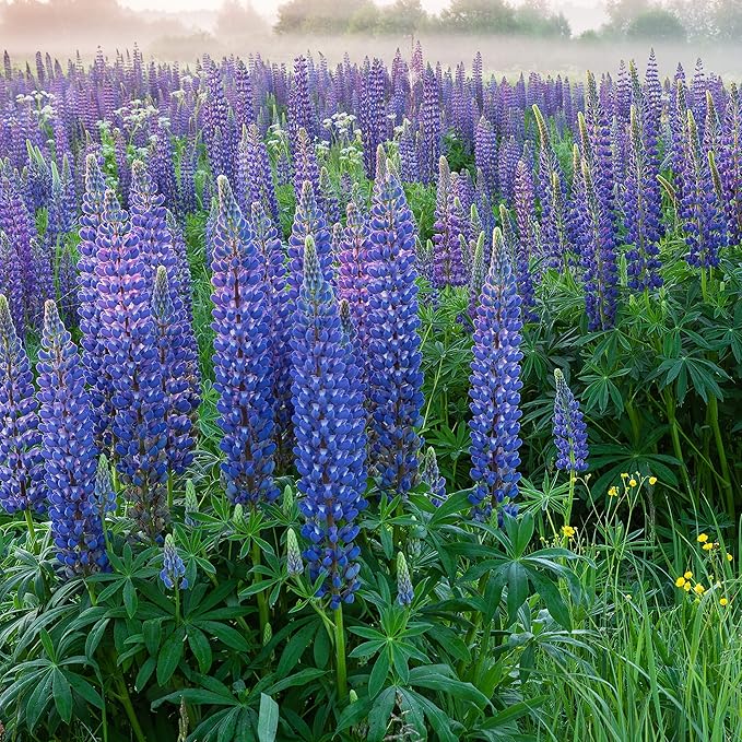 Outsidepride Wild Blue Perennial Lupine Seeds - 1/4 Lb. Self-Sowing, Cold Hardy & Frost Tolerant Wildflower Seeds for Fall Planting, Ideal for Attracting Pollinators & Hummingbirds